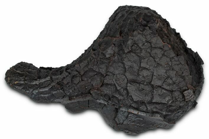 Dragon Scale Stone (Iron, Manganese, Siderite Nodule) #350223